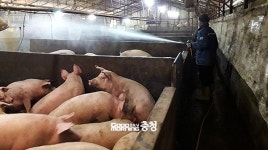 [속보] 충남 보령 돼지열병 아냐…정밀검사 음성
