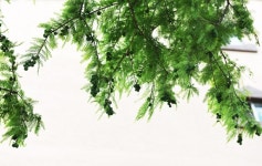 [나무, 천년의 세월을 담다 26] 다름을 인정하고 버릴 줄도 알아야 장수...태안 낙우송 이야기