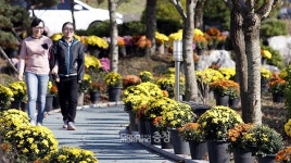태안 원북면 이종일 선생 상가지 국화축제