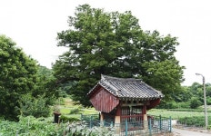 [나무, 천년의 세월을 담다 29] 600년 넘게 안식을 주는 보령 광성부원군 사우 느티나무