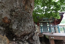 [나무, 천년의 세월을 담다 29] 600년 넘게 안식을 주는 보령 광성부원군 사우 느티나무