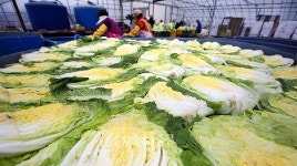태안 청정 바닷물 절임배추 인기 폭발