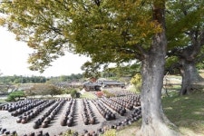[나무, 천년의 세월을 담다 34] 곳곳에 묻어 있는 멋진 옛스러움...논산 명재고택 느티나무
