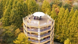 힐링영상, 메타세쿼이아의 가을 by 장태산 : : [드론으로 보는세상]