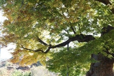 [나무, 천년의 세월을 담다 45] 역사를 기억하고 세월을 인내하며 살아 온...공주 내흥리 느티나무