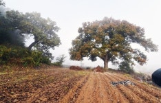 [나무, 천년의 세월을 담다 46] 숲이 되고 사회가 된....공주 신풍면 느티나무와 떡갈나무