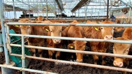 노부부의 생계를 막은 펜스…소 때문에 땅이 안 팔린답니다