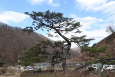 일양골(건천2리)정류소 | [나무, 천년의 세월을 담다 53] 마을의 흥망성쇠를 지켜보며 살아 남은 건... 금산 건천리 소나무 뿐
