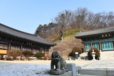 [나무, 천년의 세월을 담다 55] 천년고찰 광덕사를 지키는 수호신...천안 광덕사 느티나무