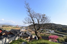 [나무, 천년의 세월을 담다 65]성찰과 배움으로 어른이 된...홍성 결성향교 느티나무와 팽나무