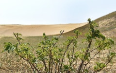 [포토뉴스]생태여행 태안 신두리 사구와 두웅습지 어때요?