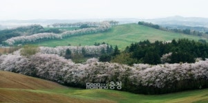 서산시, 한우목장에 최고 수준 산책길 추진