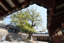 [나무, 천년의 세월을 담다 69] 상처를 이기며 당당하게 젊음을 지켜 온 서산향교 은행나무