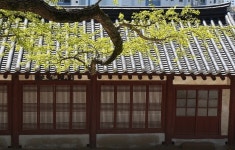 [나무, 천년의 세월을 담다 69] 상처를 이기며 당당하게 젊음을 지켜 온 서산향교 은행나무