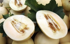 달콤한 천안 수신멜론 맛보세요!