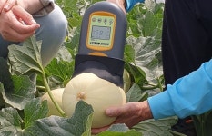 달콤한 천안 수신멜론 맛보세요!