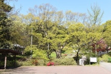 [나무, 천년의 세월을 담다 72] 천년고찰을 지켜온 당진 영탑사 느티나무들