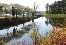 [나무, 천년의 세월을 담다 72] 천년고찰을 지켜온 당진 영탑사 느티나무들