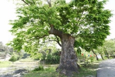 [나무, 천년의 세월을 담다 72] 천년고찰을 지켜온 당진 영탑사 느티나무들