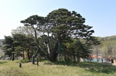 [나무, 천년의 세월을 담다 74] 500년 넘게 성준길 묘소 지켜 온 당진 시곡리 다박송