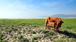 태안 신두리 해안사구 소가 풀만 먹게 된 사연