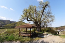 [나무, 천년의 세월을 담다 79] 나는 아직도 지켜야 할 게 많다오 보령 청라면 800년 은행나무