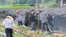 충남도의회, 금산군 인삼밭서 복구 작업 펼쳐