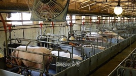 충남 축산악취 민원 지난해 1240건…전국 4위