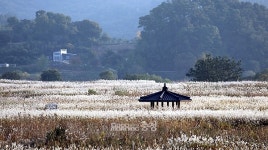 억새에서 코스모스, 국화까지…가을엔 부여