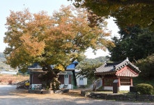 [나무, 천년의 세월을 담다 98] 세월을 견디다-청양군 정산면 백곡리 느티나무