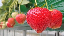 없어서 못 판다…충남 딸기 아리향 인기