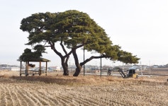 [나무, 천년의 세월을 담다 112] 나는 한국의 붉은 소나무다...아산시 영인면 신화리 소나무