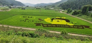 괴산의 명물, 유색벼 논 그림에 CU가 있다