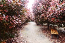 [포토뉴스]홍가시 매력에 푹~~~, 인증샷 명소 태안 청산수목원