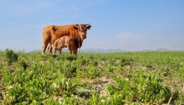 신두리 해안사구에 290억…태안읍성에 43억