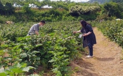 음성 산딸기‧블루베리 농장체험 오세요…아동‧노인 무료