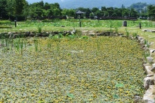 [포토뉴스] 힐링하러 오세요 아산 신정호 연꽃의 유혹