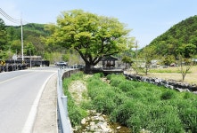 [나무, 천년의 세월을 담다 127] 마을의 가치와 슬기를 전해주던 느티나무...금산 진산면 느티나무
