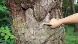 V자로 깊게 패인 상처…태안 안면송에 무슨 일이