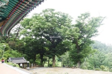 [나무, 천년의 세월을 담다 130] 거인을 기억하는 거목, 느티나무...서천군 한산면 호암리 봉서사 느티나무