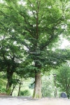 [나무, 천년의 세월을 담다 130] 거인을 기억하는 거목, 느티나무...서천군 한산면 호암리 봉서사 느티나무