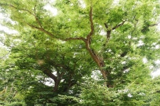 [나무, 천년의 세월을 담다 130] 거인을 기억하는 거목, 느티나무...서천군 한산면 호암리 봉서사 느티나무