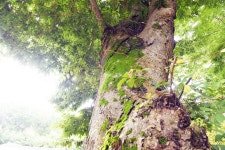 [나무, 천년의 세월을 담다 130] 거인을 기억하는 거목, 느티나무...서천군 한산면 호암리 봉서사 느티나무