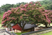 [나무, 천년의 세월을 담다 131] 화려한 꽃으로 돌아온 망국의 선비, 목은 이색...서천군 기산면 영모리 문헌서원 배롱나무