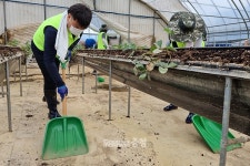 충남세종농협, 당진 딸기 농가 수해복구 지원
