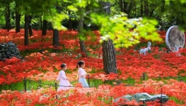 보령 성주산자연휴양림 꽃무릇 만개