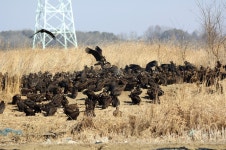[청소동물 독수리AR탐사 ②] 한국의 독수리식당과 독수리아빠, 멸종위기 독수리를 지킨다!