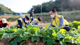 대전시의회 의원·직원, 무수천하마을 영농지원 봉사