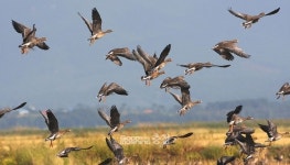 서산 천수만 찾은 겨울철새…먹이활동 분주