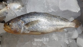 충남 천수만서 국민 생선 참조기 양식 가능성 확인